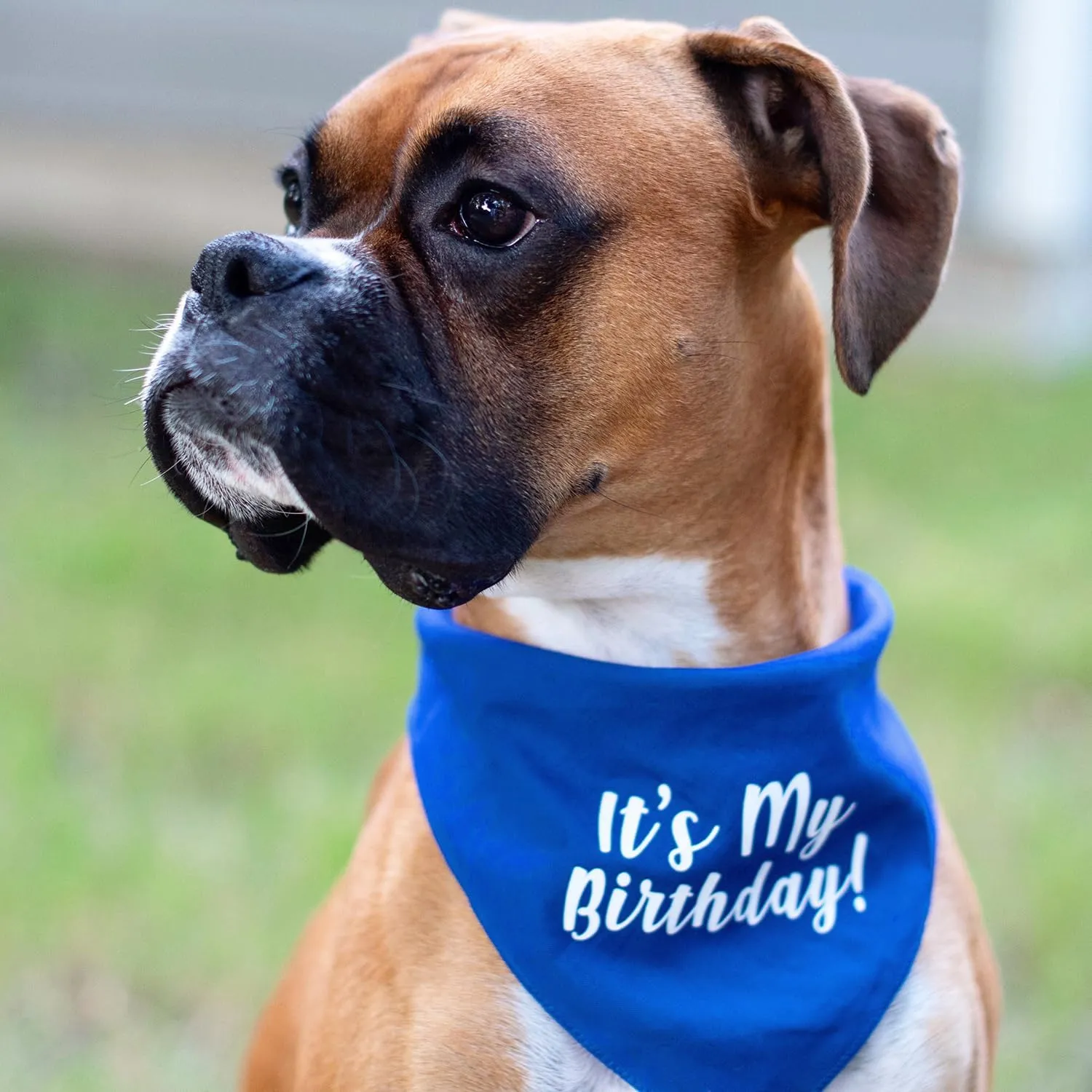It's My Birthday Dog Bandana | 100% Cotton Triangle | Made in USA | Birthday Pawty | Party Theme | Celebration Supplies | Photoshoot Prop |Orange, One Size (60)